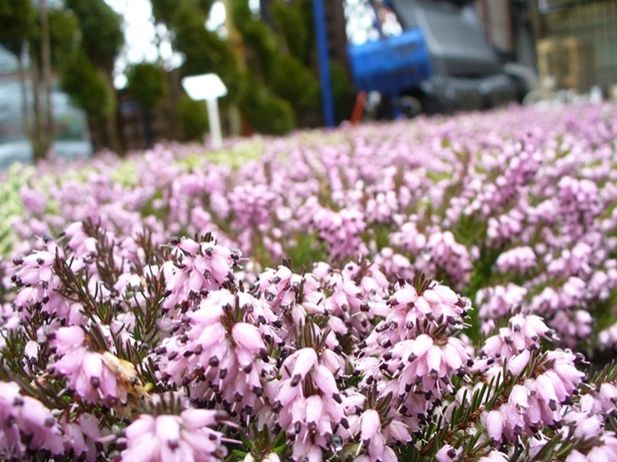 Wiosenne prace w ogrodzie Rzeszów