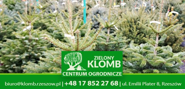 Choinki Rzeszów Choinki Rzeszów