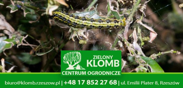 Ćma bukszpanowa w Rzeszowie Ćma bukszpanowa w Rzeszowie