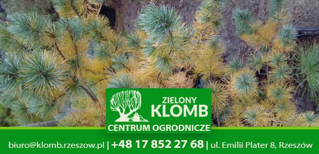 Jesienne żółknięcie igieł sosny Jesienne żółknięcie igieł sosny