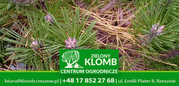 Żółknięcie igieł sosny