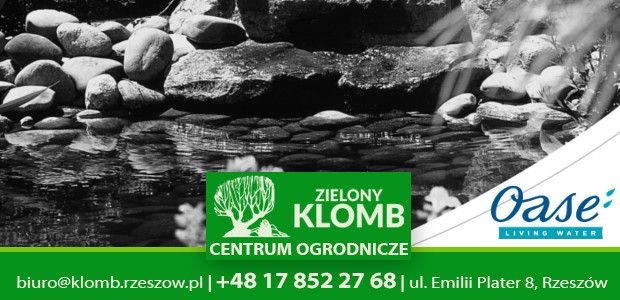 Czysta woda w oczku wodnym Czysta woda w oczku wodnym