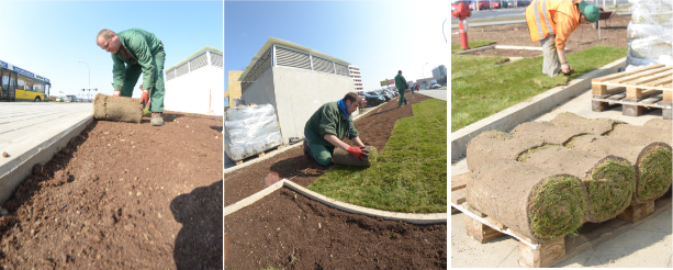 Trawnik z rolki Rzeszów