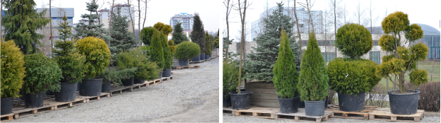 Sadzenie dużych roślin Rzeszów