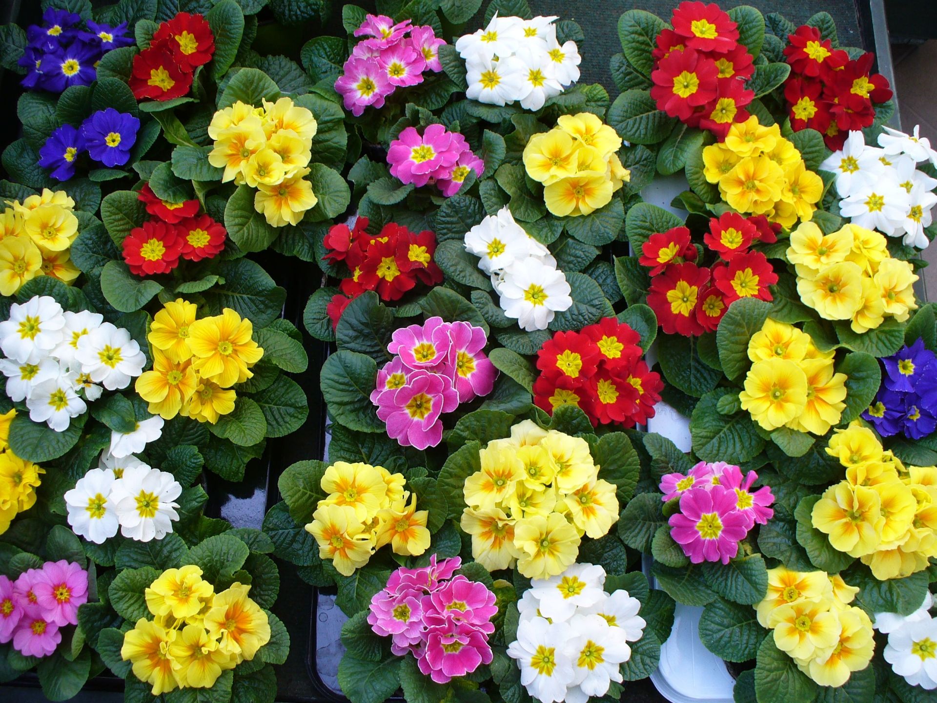 Pielęgnacja roślin Rzeszów