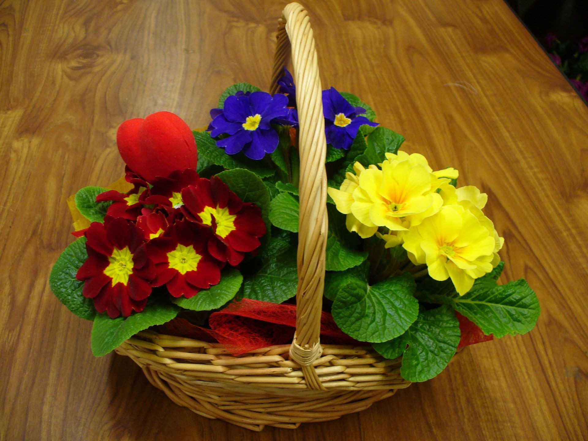 Rośliny doniczkowe Rzeszów