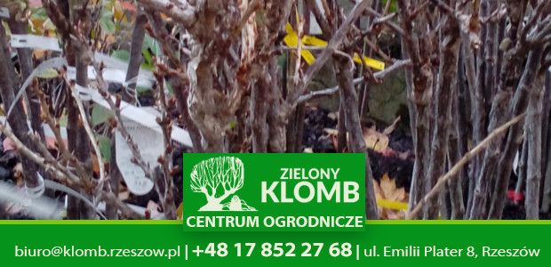 Sadzenie drzew i krzewów owocowych Rzeszów Sadzenie drzew i krzewów owocowych Rzeszów