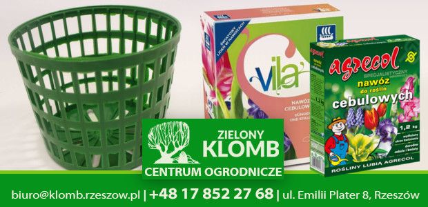 Sadzenie roślin cebulowych Sadzenie tulipanów, narcyzów, hiacyntów