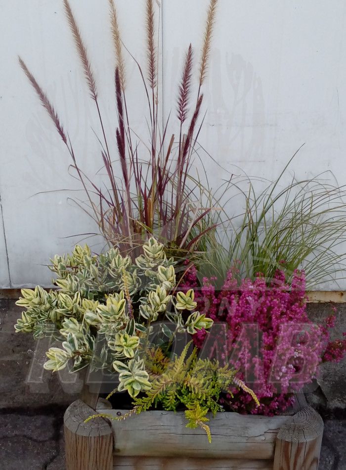 Kompozycje z wrzosów Kompozycje z wrzosów