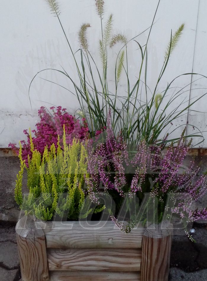 Dekoracje z wrzosów Dekoracje z wrzosów