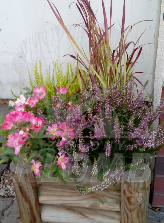 Wrzosy w pojemnikach Wrzosy w pojemnikach