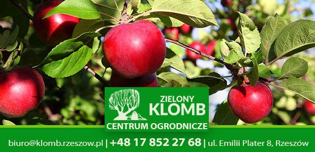 Zwalczanie owocówki jabłkóweczki Środki ochrony roślin przed owocówką jabłkóweczką